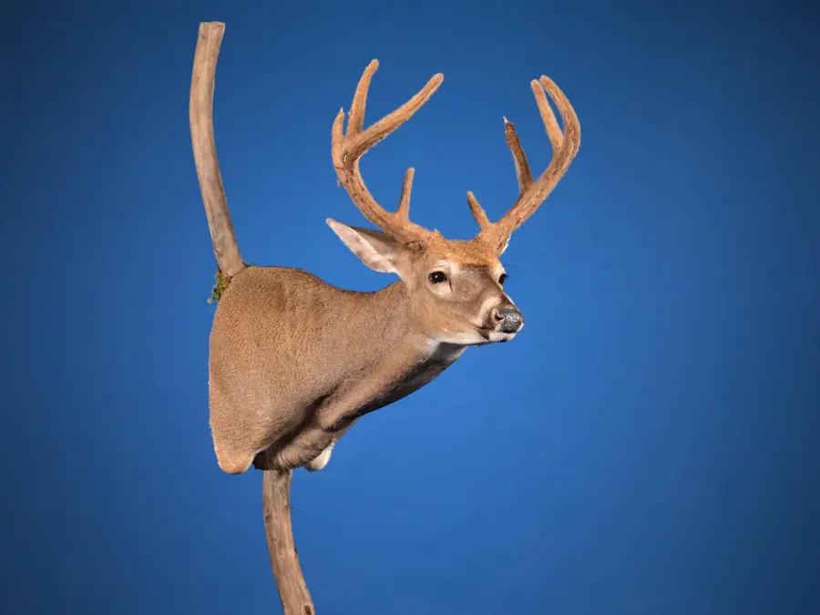 Whitetail by Camden Brown - Rising Star Award - Highest Scoring Youth, 2026 NTA Championship
