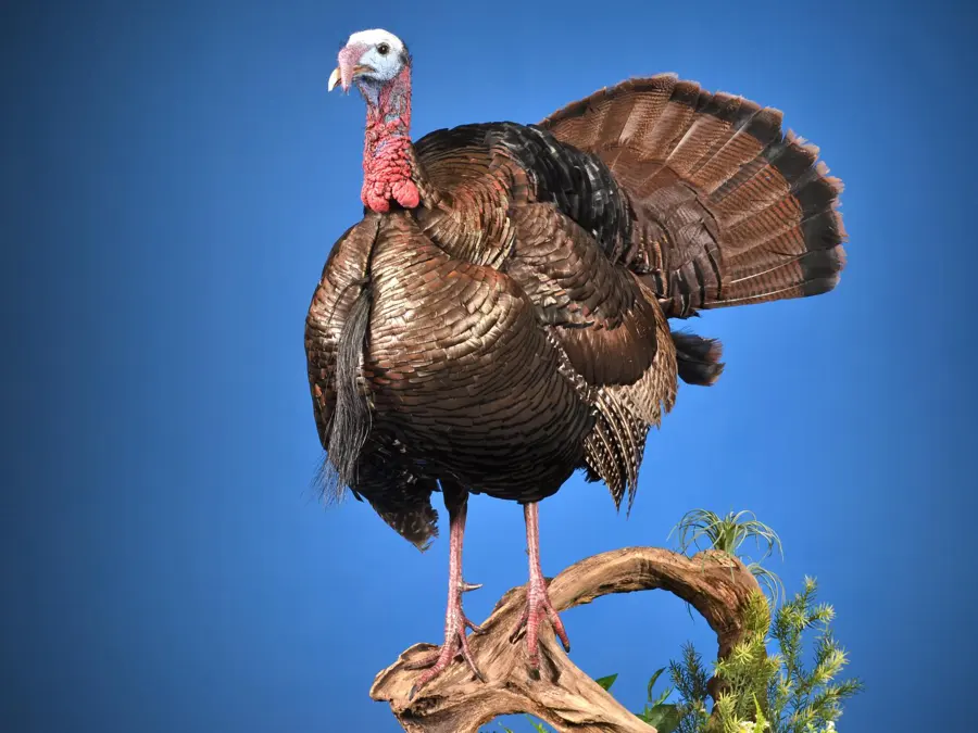 Turkey by Don Shirilla - Horizon Award - Highest Scoring Novice, 2026 NTA Championship
