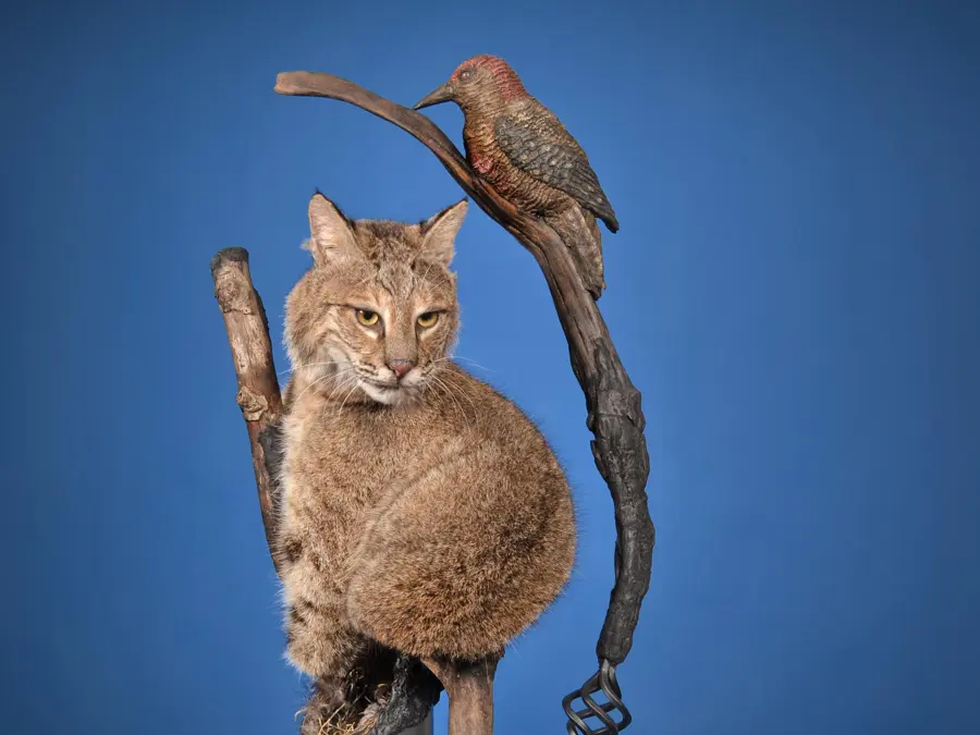 Bobcat by Jeremy Miracle - Van Dyke Award Special Award, 2026 NTA Championship