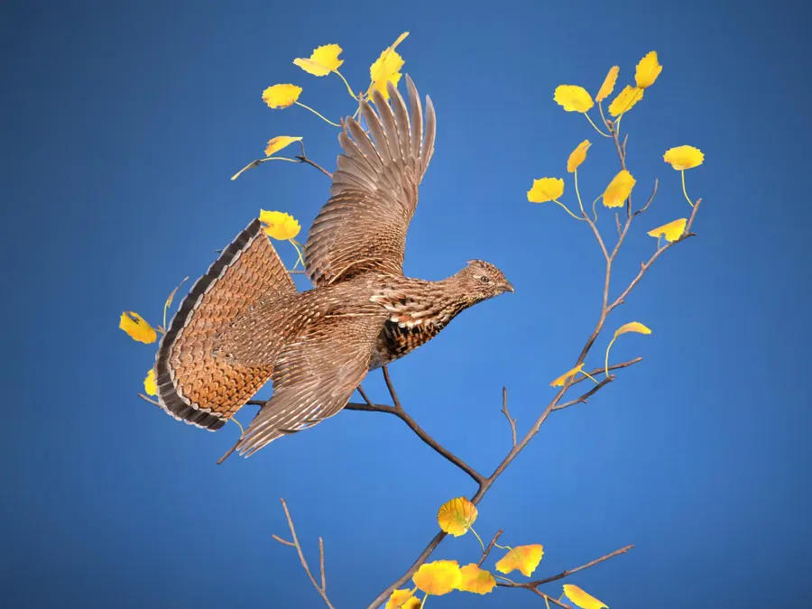 Ruffed Grouse by Kent Reedy - McKenzie Award - Birds, 2026 NTA Championship
