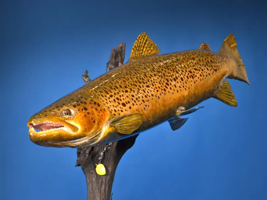 Brown Trout by Butch Skillern - McKenzie Award - Fish, 2026 NTA Championship