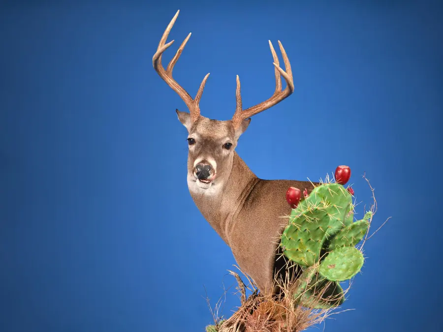 Whitetail by Clint Rickey - Habitat 1st Place, 2026 NTA Championship