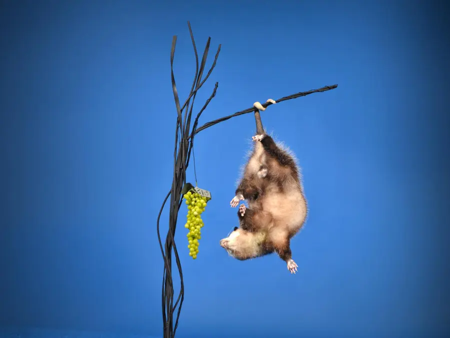 Opossum by Tara Radovan - Collective Artist 3rd Place, 2026 NTA Championship
