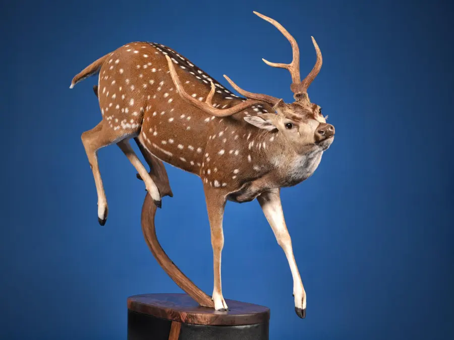 Axis by Scott Roscoe - Collective Artist 1st Place, 2026 NTA Championship