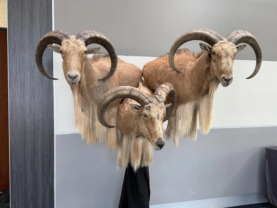 Aoudad by Scott Brassfield & Scott Roscoe - Live Mounting 3rd Place, 2026 NTA Championship