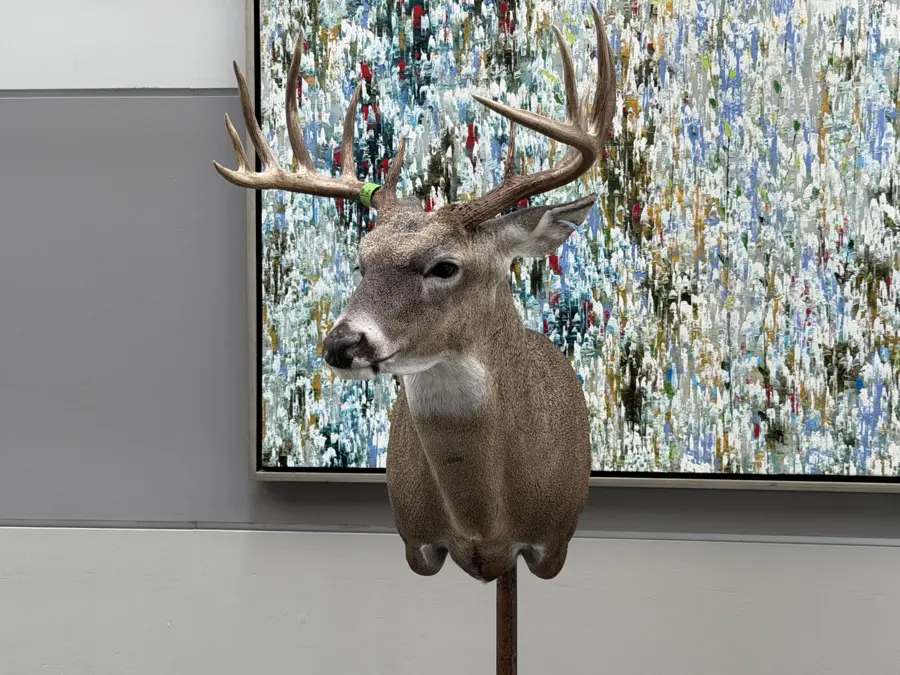 Whitetail by Jena Everage - Live Mounting 2nd Place, 2026 NTA Championship