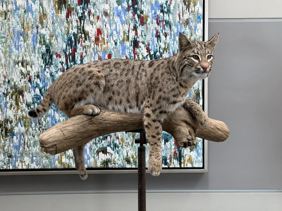 Bobcat by Abel Everage - Live Mounting 1st Place, 2026 NTA Championship