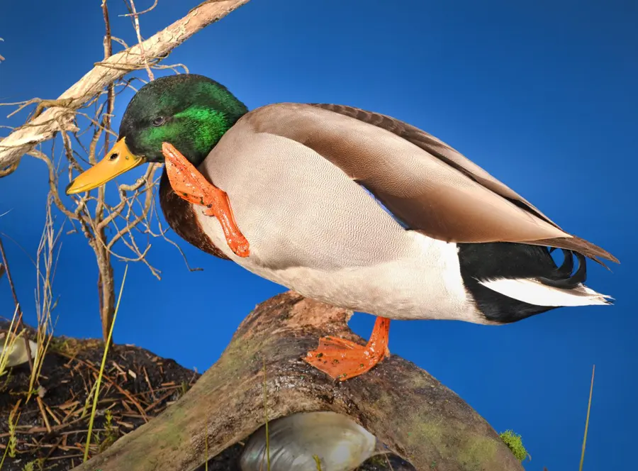 Mallard by Aaron Miller - Waterfowl 3rd Place, 2026 NTA Championship