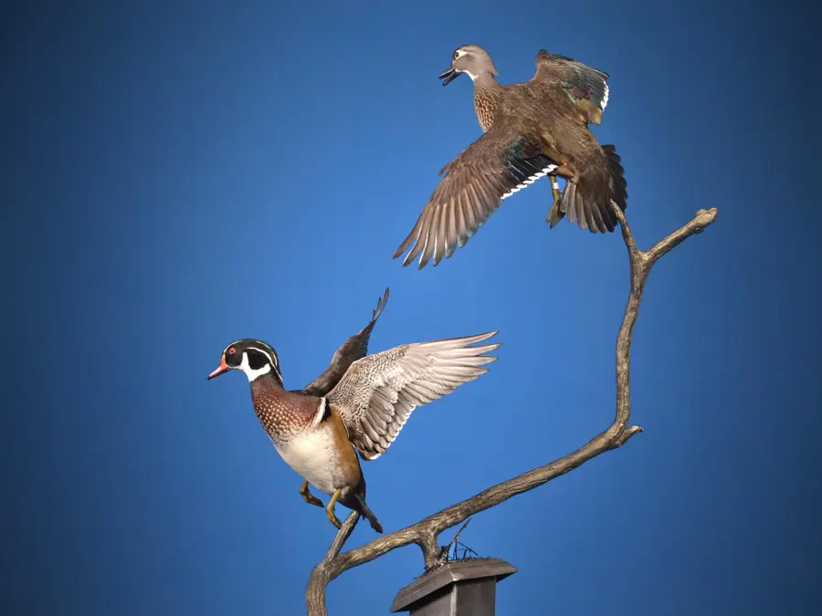 Wood Duck by Jonathan Faircloth - Waterfowl 2nd Place, 2026 NTA Championship