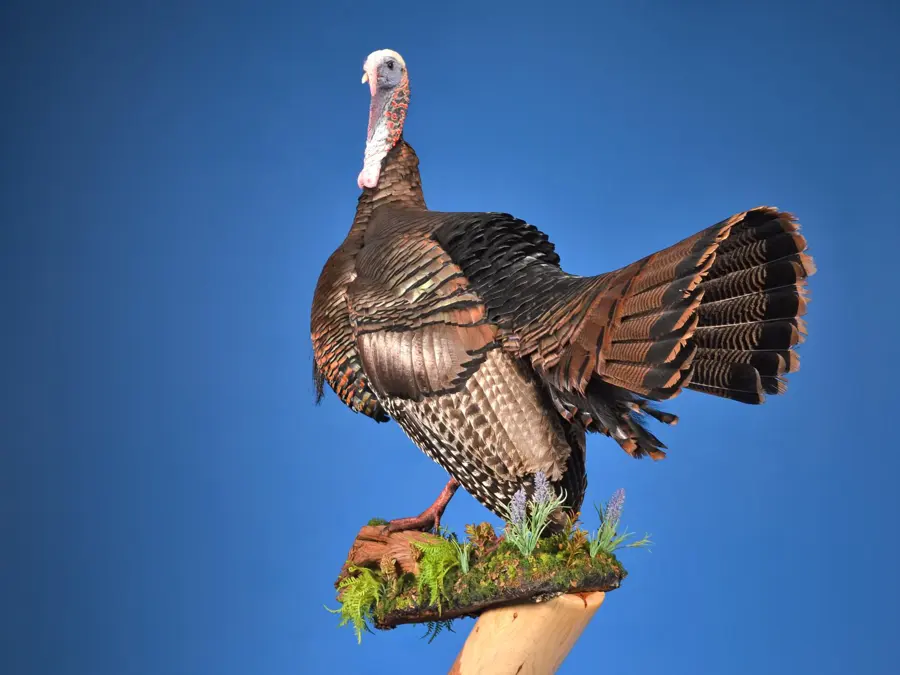 Eastern Turkey by Derek Bourke - Turkey 1st Place, 2026 NTA Championship