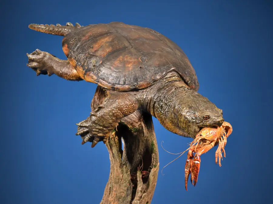 Snapping Turtle by Paul Miller - Reptile - Skin Mount 1st Place, 2026 NTA Championship
