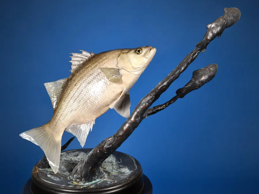 White Bass by Chad See - Reproductions - Fish & Reptile 2nd Place, 2026 NTA Championship