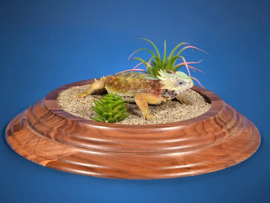 Horned Frog by Shawn Shaw - Reproductions - Fish & Reptile 1st Place, 2026 NTA Championship