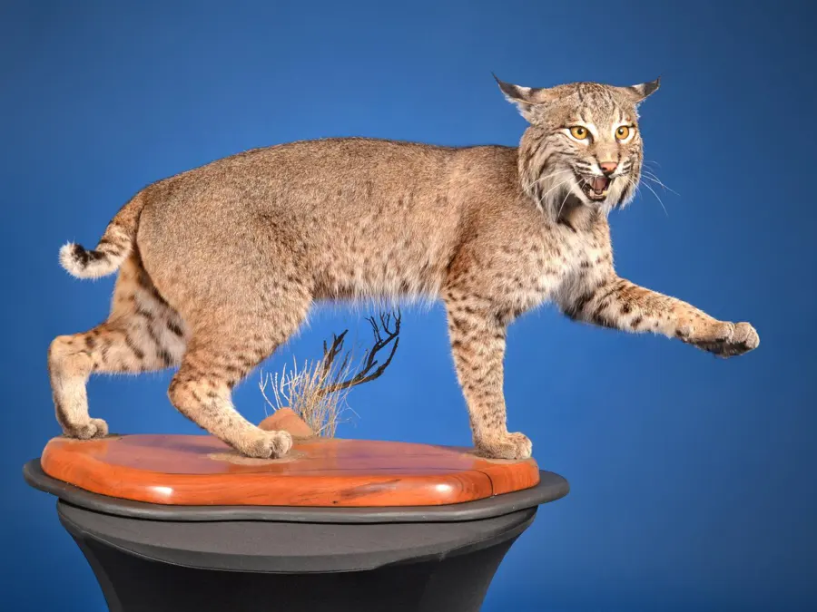 Bobcat by Whitney Steward - Small & Medium Mammals - Lifesize (up to 75 lbs) 3rd Place, 2026 NTA Championship