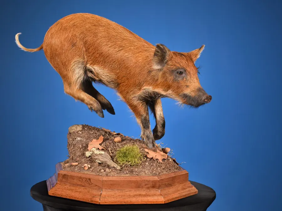 Baby Hog by Eric Zajac - Small & Medium Mammals - Lifesize (up to 75 lbs) 2nd Place, 2026 NTA Championship