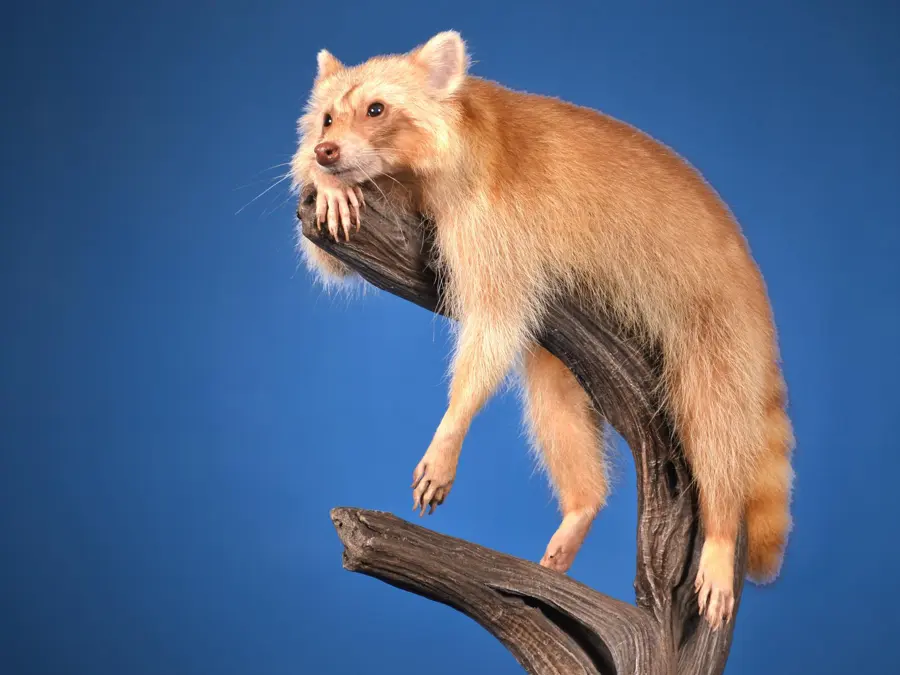 Raccoon by Amanda Weathers - Small & Medium Mammals - Lifesize (up to 75 lbs) 1st Place, 2026 NTA Championship