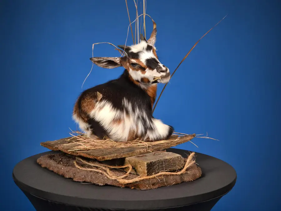 Nigerian Dwarf Goat by Tanner Streeter - Small Game Heads - Coyote or Smaller 2nd Place, 2026 NTA Championship