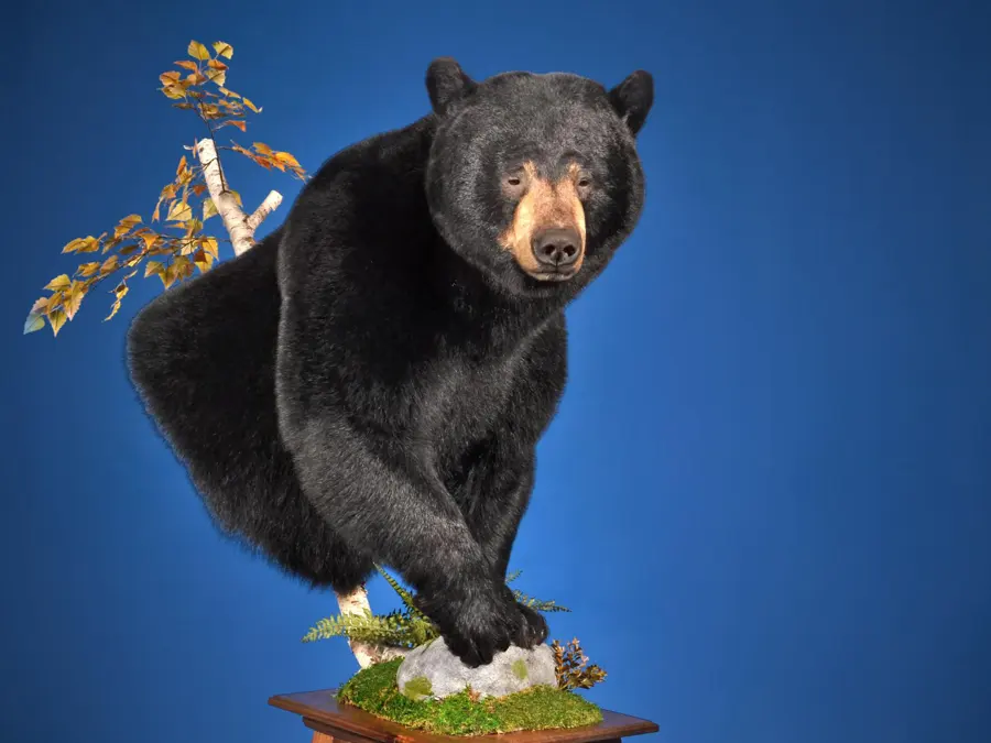 Black Bear by Nick Genereux - Large Game Heads 3rd Place, 2026 NTA Championship