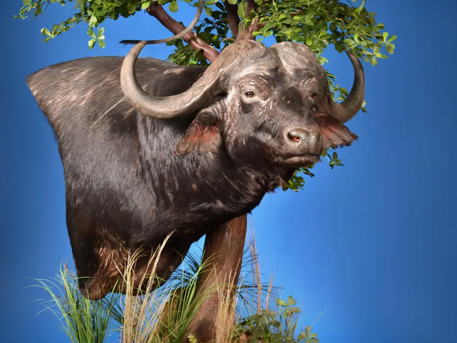 Cape Buffalo by Jesus Garcia - Large Game Heads 2nd Place, 2026 NTA Championship