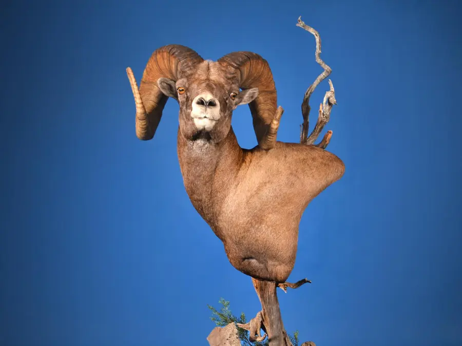 Bighorn Sheep by Donny Paul - Large Game Heads 1st Place, 2026 NTA Championship