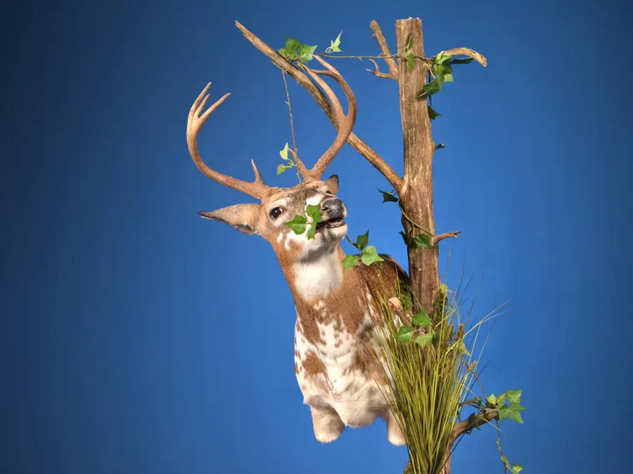 Whitetail by Cody Hodge - Whitetail - Open Mouth Game Head 3rd Place, 2026 NTA Championship