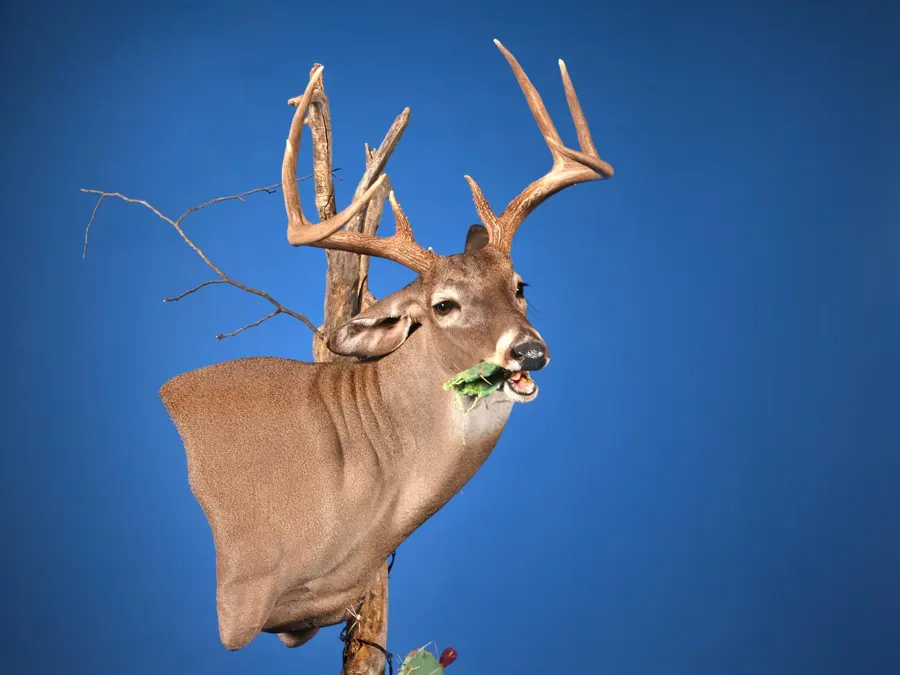 Whitetail by Ty Gorham - Whitetail - Open Mouth Game Head 2nd Place, 2026 NTA Championship