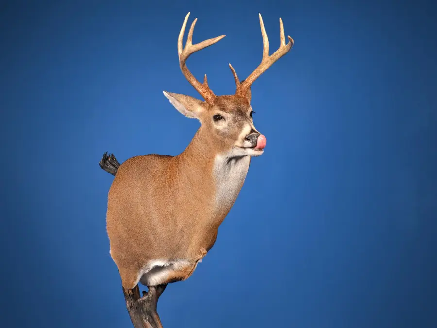 Whitetail by David Crouse - Whitetail - Open Mouth Game Head 1st Place, 2026 NTA Championship
