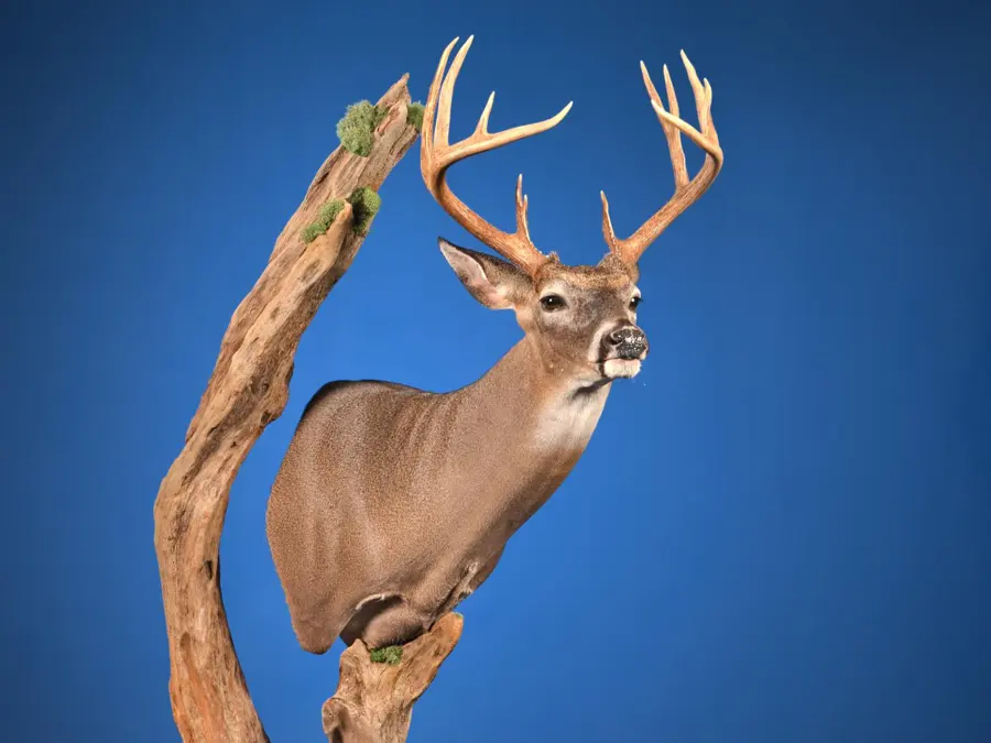 Whitetail by Josh Holcombe - Whitetail - Closed Mouth Game Head 3rd Place, 2026 NTA Championship