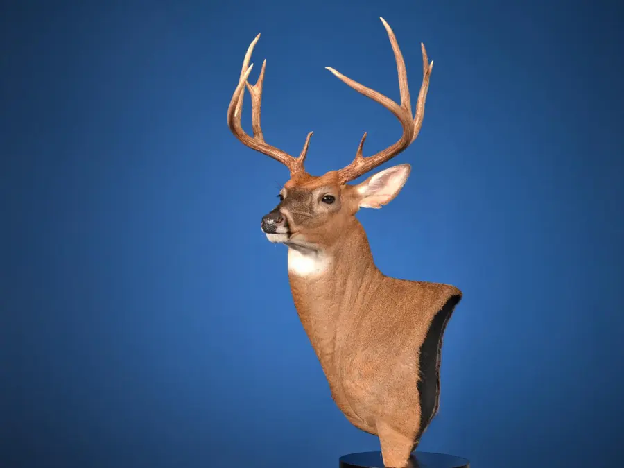 Whitetail by Tommy Rogers - Whitetail - Closed Mouth Game Head 2nd Place, 2026 NTA Championship