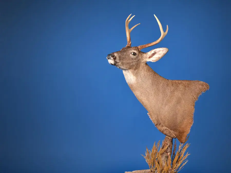 Whitetail by Benjamin Barber - Whitetail - Closed Mouth Game Head 1st Place, 2026 NTA Championship