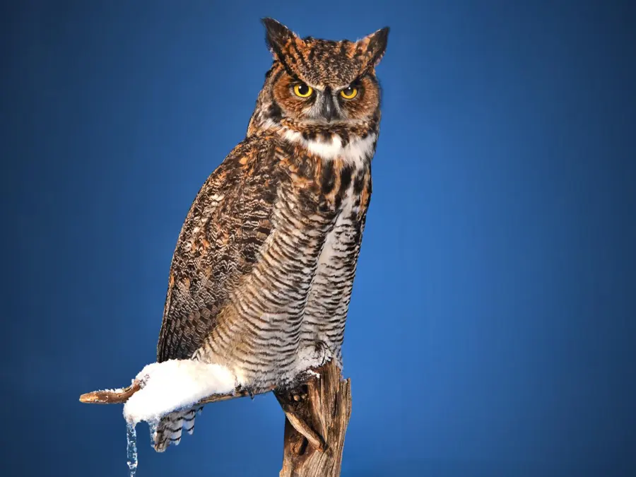 Great Horned Owl by Hannah Stolz - Birds 3rd Place, 2026 NTA Championship