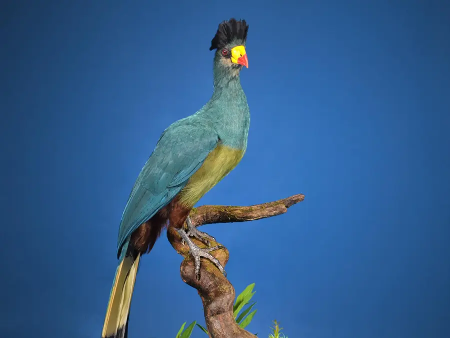 Great Blue Turaco by Hannah Stolz - Birds 2nd Place, 2026 NTA Championship
