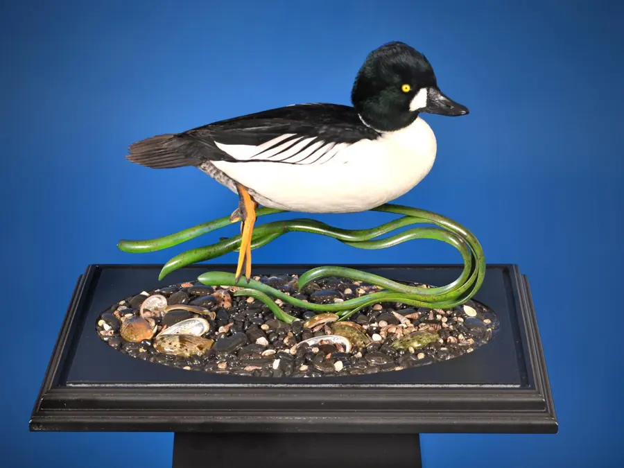 Common Goldeneye by Kevin Whidby - Waterfowl 3rd Place, 2026 NTA Championship