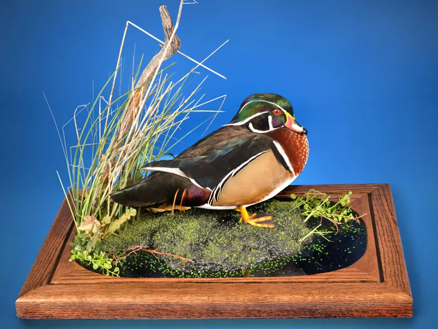 Wood Duck by Kent Reedy - Waterfowl 2nd Place, 2026 NTA Championship