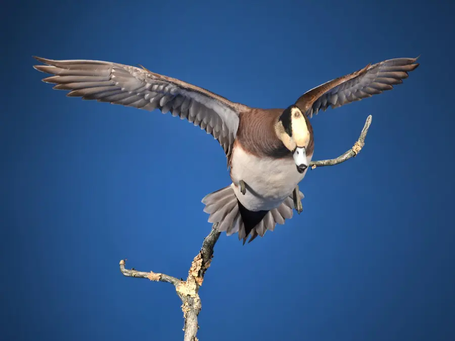 Storm Wigeon by Ethan Starnes - Waterfowl 1st Place, 2026 NTA Championship