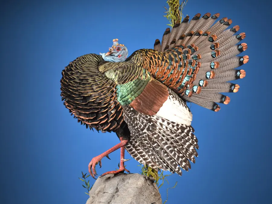Ocellated Turkey by Blake Reiminger - Turkey 3rd Place, 2026 NTA Championship