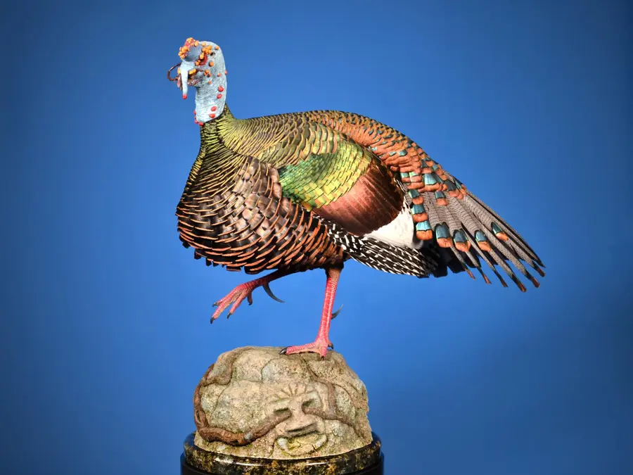 Ocellated Turkey by Josh West - Turkey 2nd Place, 2026 NTA Championship
