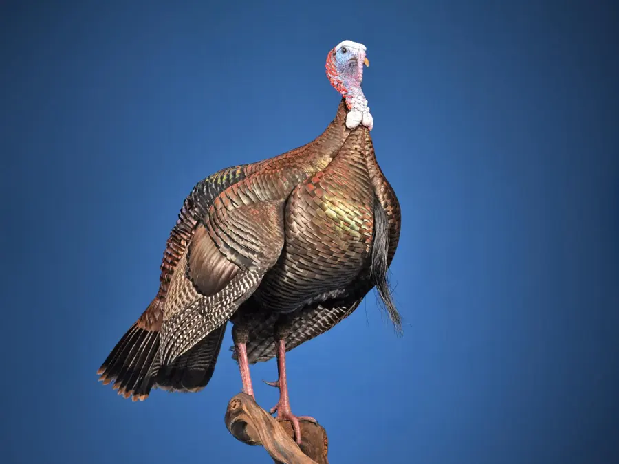 Eastern Turkey by Seth French - Turkey 1st Place, 2026 NTA Championship