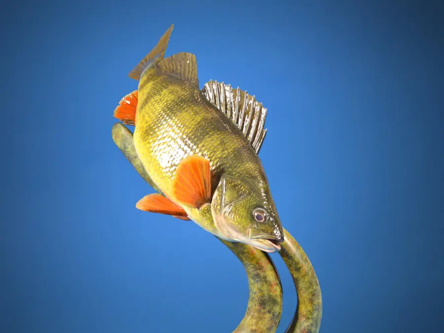 Yellow Perch by Tim Perkins - Warmwater Fish - Skin Mount 2nd Place, 2026 NTA Championship
