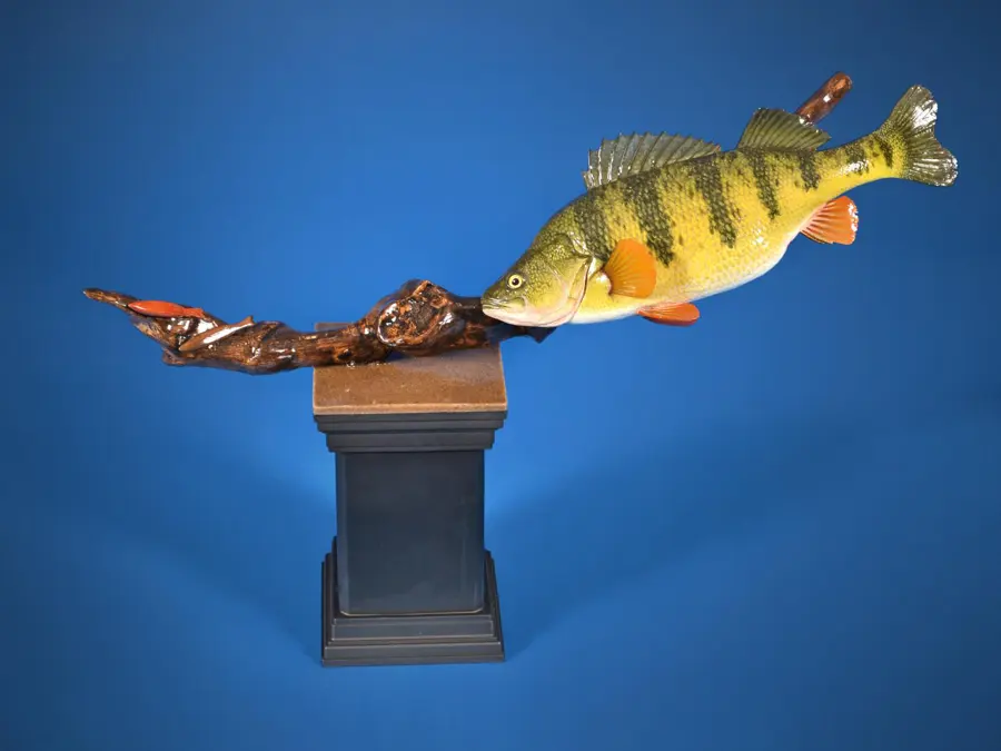 Perch by Lexi Vaughn - Warmwater Fish - Skin Mount 1st Place, 2026 NTA Championship