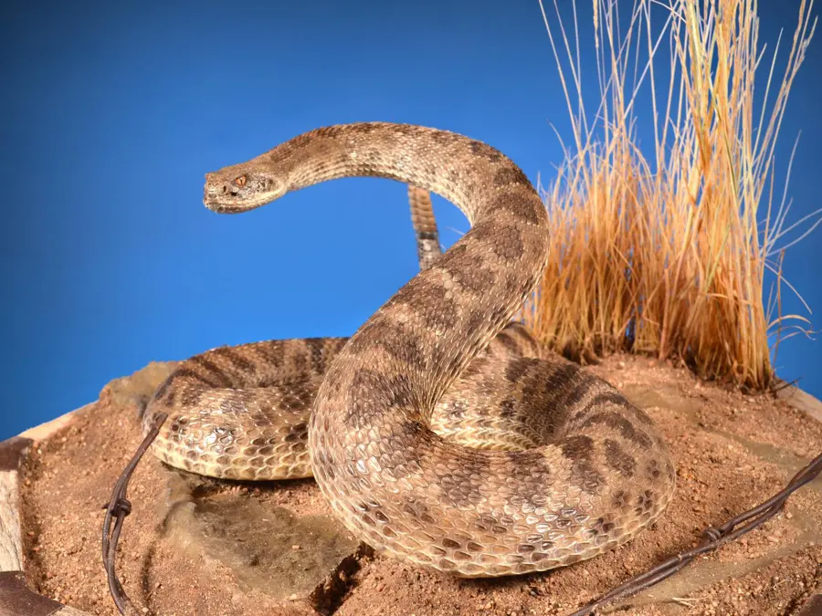 Prairie Rattlesnake by Kent Allard - Reptile - Skin Mount 2nd Place, 2026 NTA Championship
