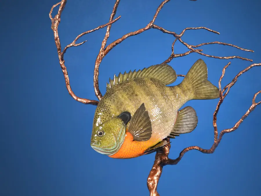 Bluegill by Lexi Vaughn - Reproductions - Fish & Reptile 1st Place, 2026 NTA Championship