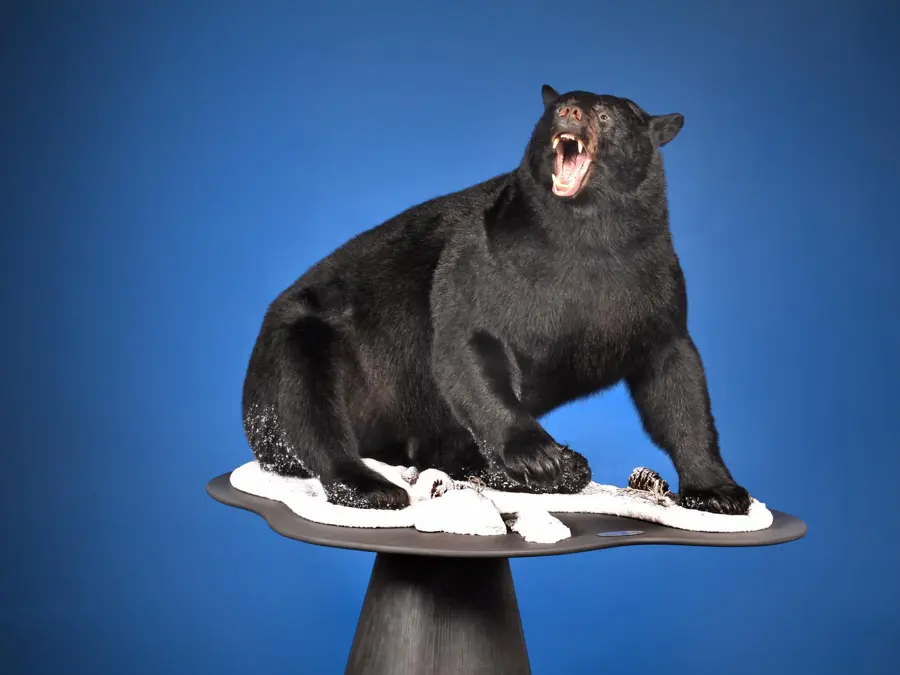 Black Bear by Manny Reiner - Large Mammals - Lifesize (over 75 lbs) 2nd Place, 2026 NTA Championship