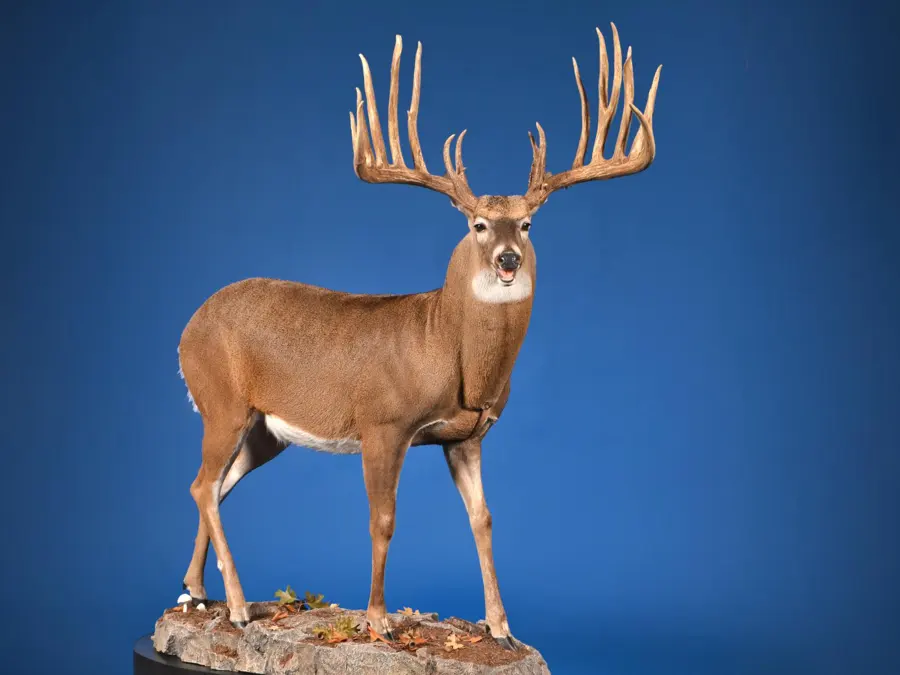 Whitetail by Johnny Risinger - Large Mammals - Lifesize (over 75 lbs) 1st Place, 2026 NTA Championship