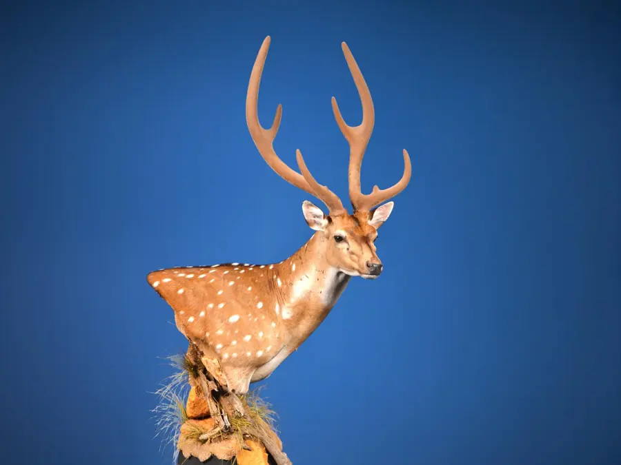 Axis Deer by Lance Van Dusen - Large Game Head 1st Place, 2026 NTA Championship