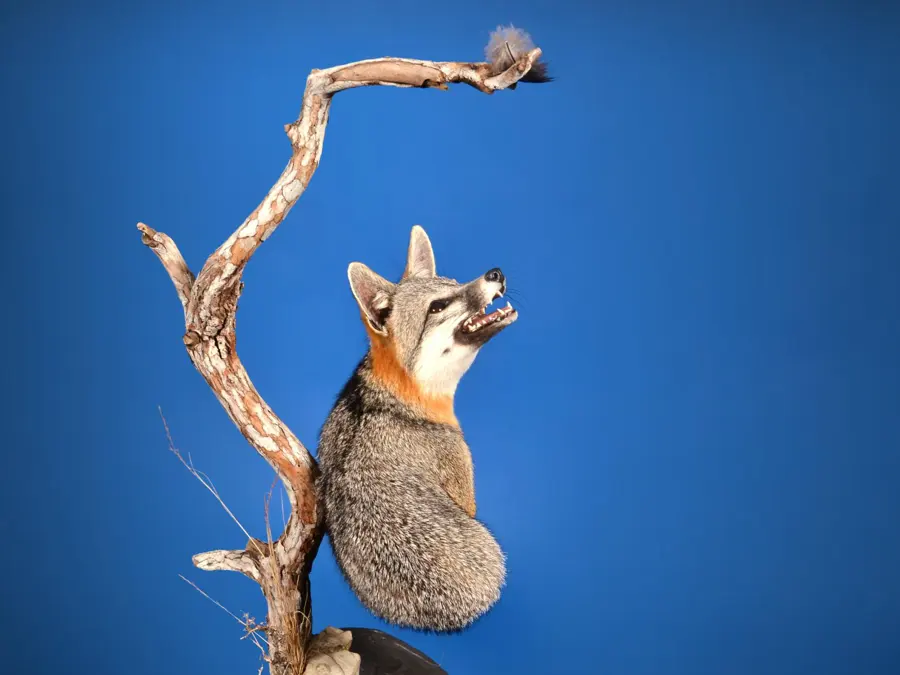 Grey Fox by Whitney Steward - Small Game Heads - Coyote or Smaller 2nd Place, 2026 NTA Championship