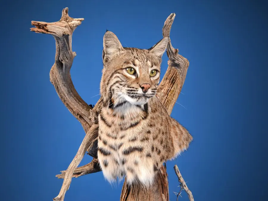 Bobcat by Abel Everage - Small Game Heads - Coyote or Smaller 1st Place, 2026 NTA Championship
