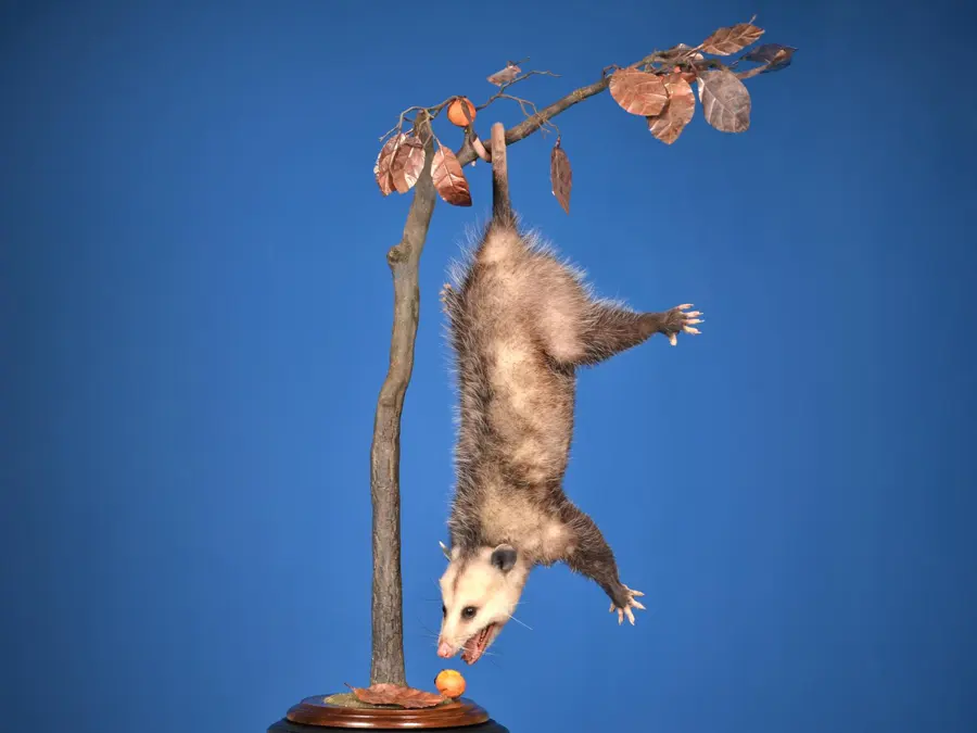 Opossum by Frank Williams - Small & Medium Mammals - Lifesize 3rd Place, 2026 NTA Championship