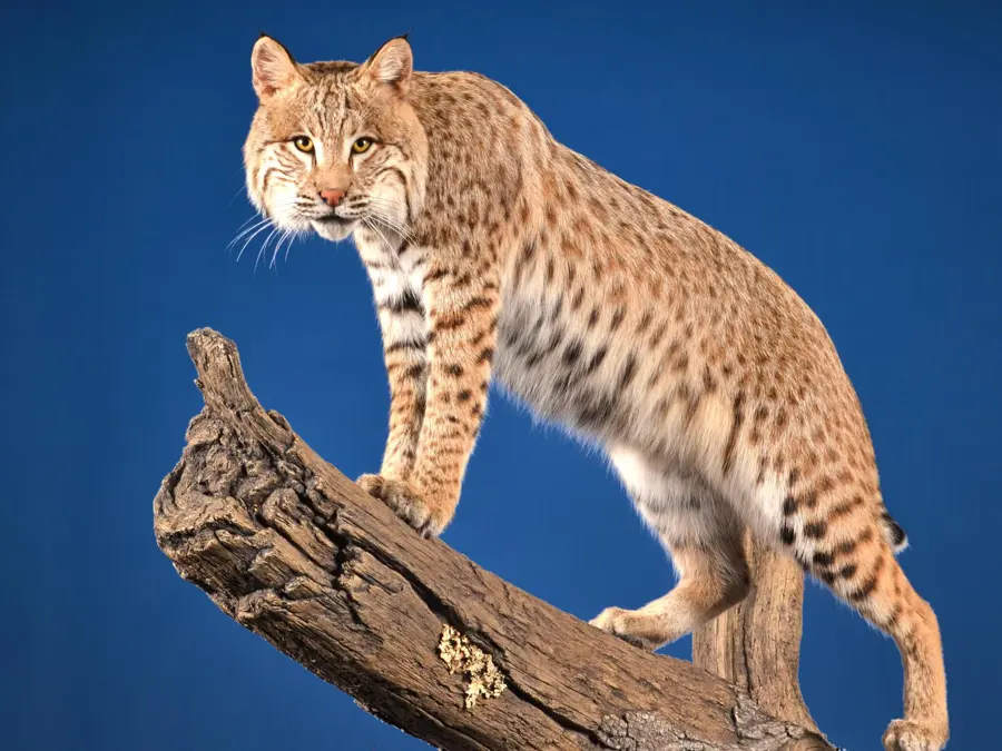 Bobcat by Trenton Thornburg - Small & Medium Mammals - Lifesize 2nd Place, 2026 NTA Championship