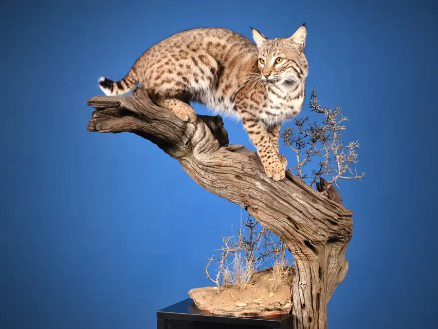 Bobcat by Abel Everage - Small & Medium Mammals - Lifesize 1st Place, 2026 NTA Championship
